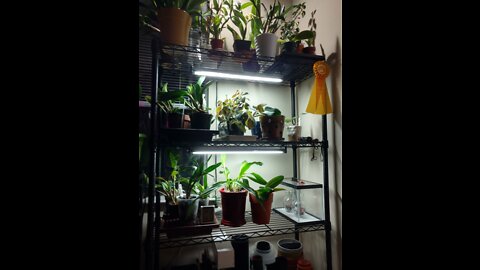 LGW3 O&E (SunBlaster T5HO Lights)