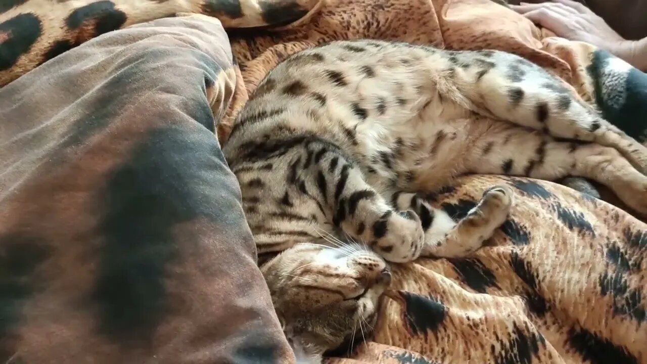 Kissing a bengal cat's tummy