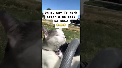 Ya’ll think I’m fired! #funny #catdrivingcar #youtubeshorts #viral #reels