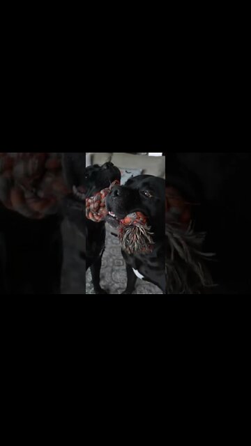 Cane Corso Mouth Hand Control #shorts #viral #funnydogs