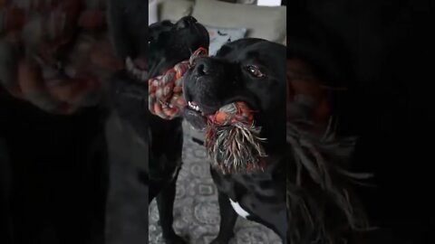 Cane Corso Mouth Hand Control #shorts #viral #funnydogs