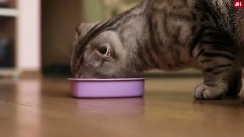 21 Ways You Are Hurting Your Cat Without Realizing