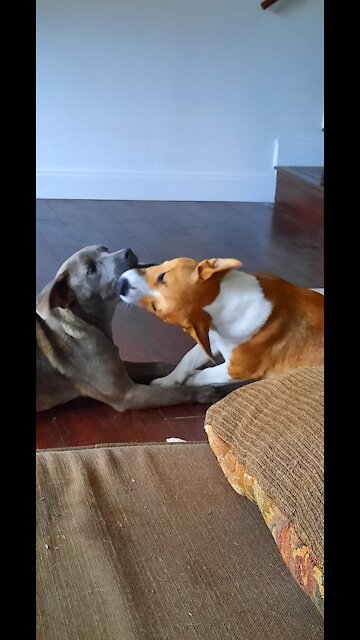 Claire Bear And Tucker Carlson Dance Again