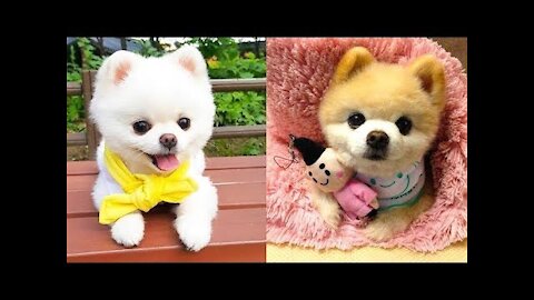 Baby Dogs - Cute and Funny Dog Videos 💛