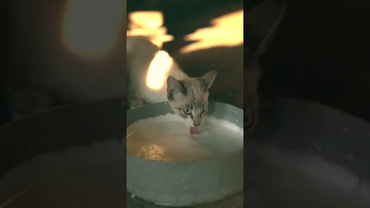 #catlover #foryou #fypシ゚viral