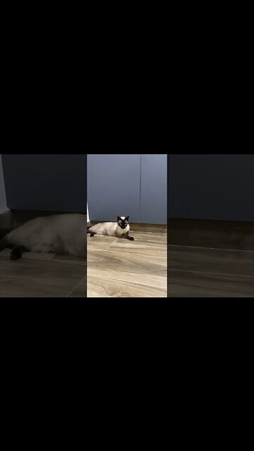 Aproveite e curta cada momento com seus animais #shorts