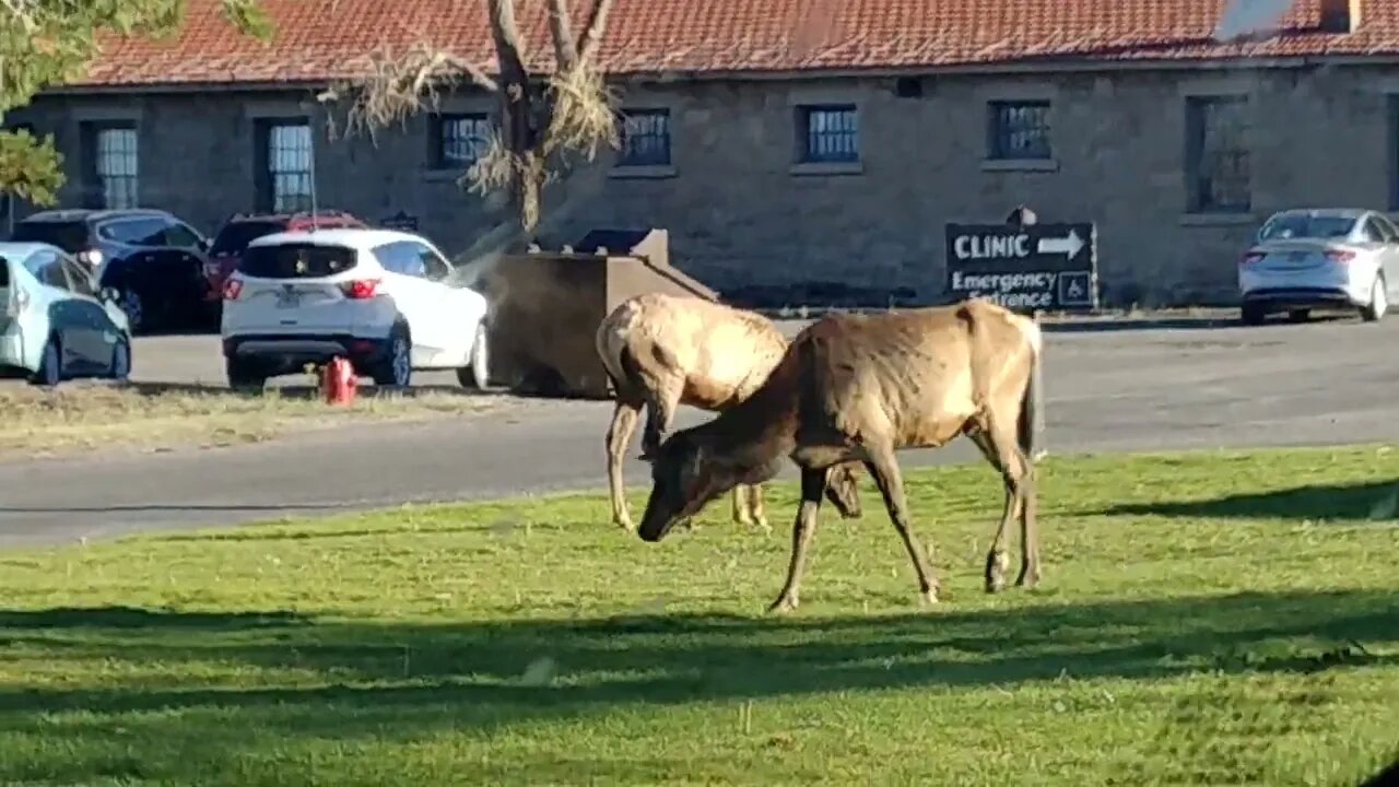 Elk grazing in Yellowstone