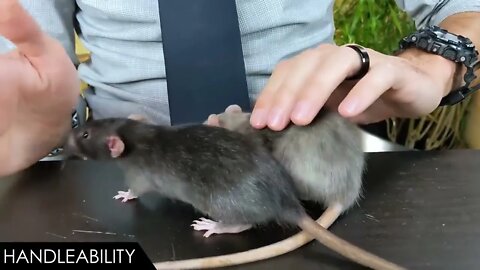 Rat, The Best Pet Mammal?