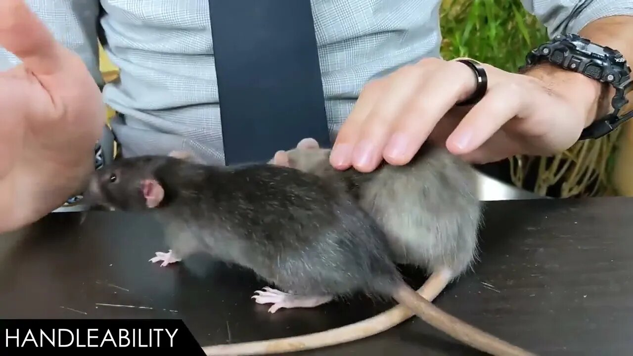 Rat, The Best Pet Mammal?