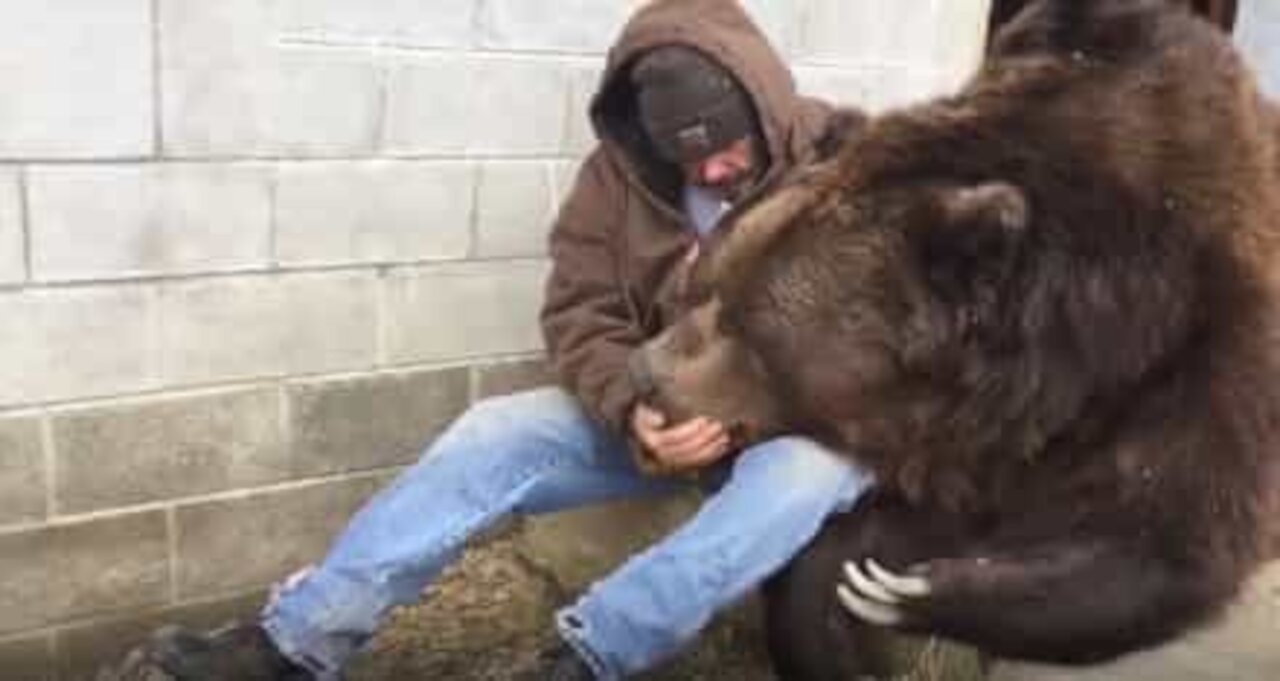 Bjørnepasser koser med en bjørn på 635 kg