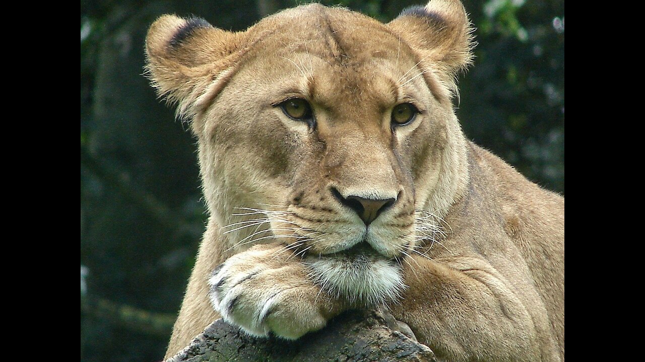 big, beautiful cat, lion taking a break after home