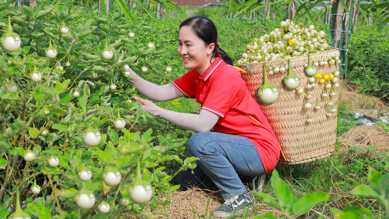 Harvest Garden Egg Goes to the Market Sell | Anh Free Bushcaft