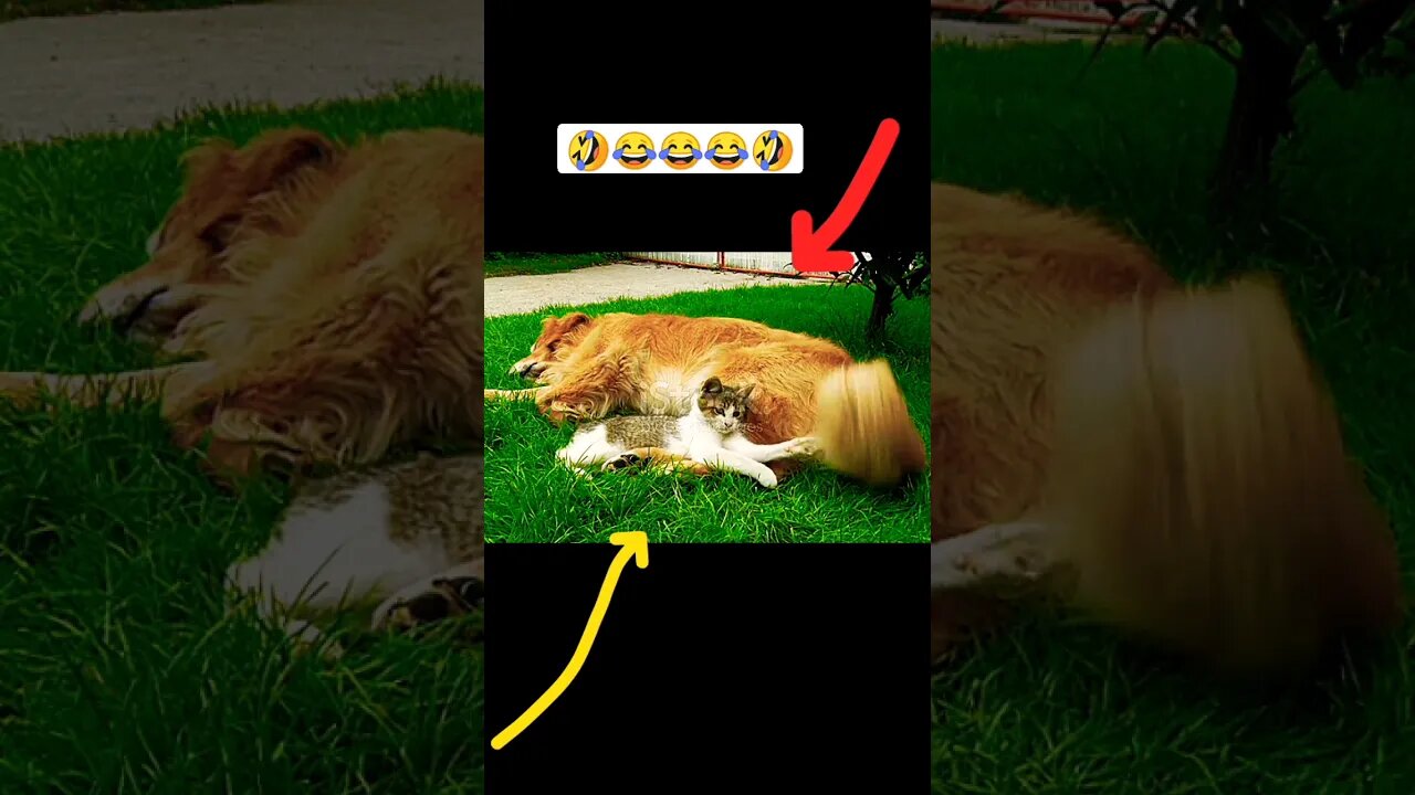 omg 🤣 cat vs dog | ua58sb #animals #shorts #funnyanimals #catvsdog