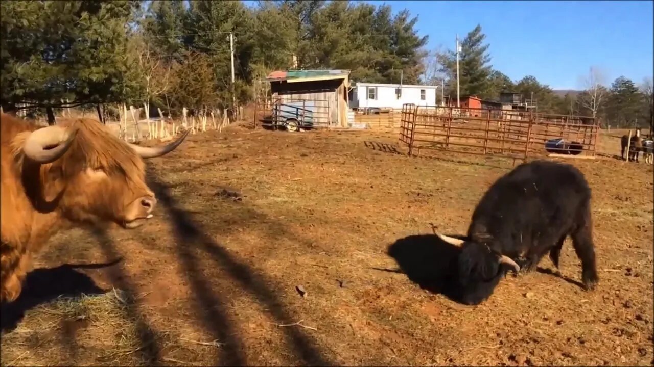 Cow has a temper tantrum