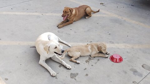 Laredo Yard Dogs full album