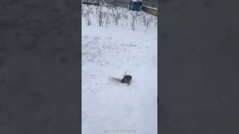 Funny moments 🤣#shorts #youtubeshorts