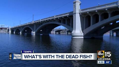 Dead fish still popping up at Tempe Town Lake