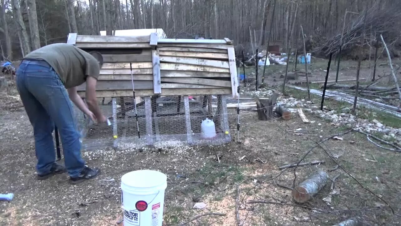 Installing Electric Fence Around Chicken Tractor To Stop Predators