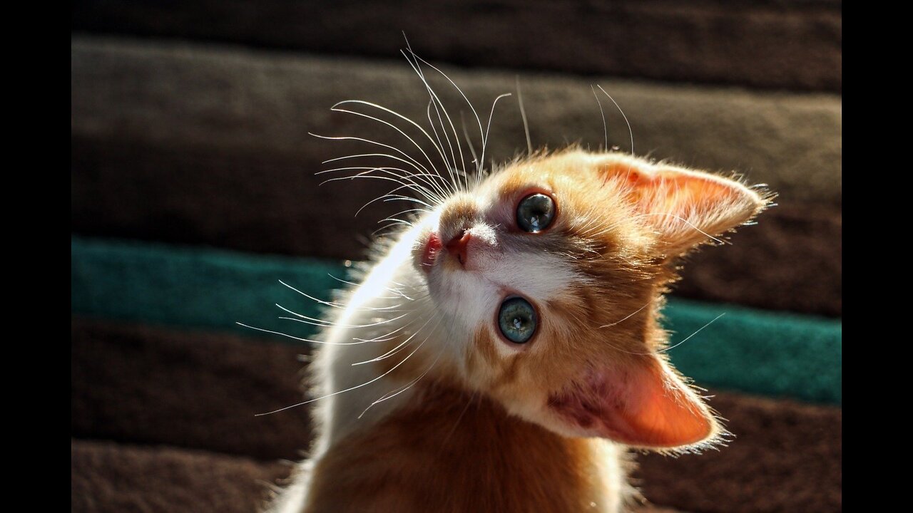 Cat flying with balloon