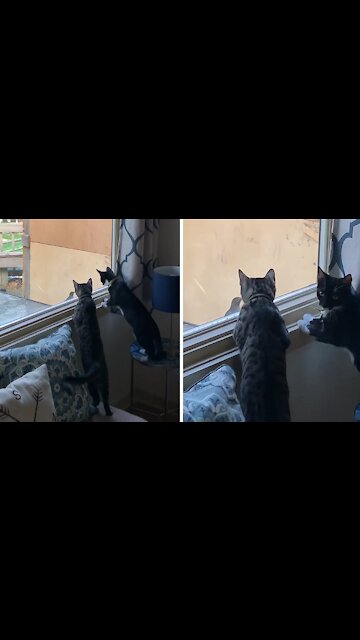 Kittens Absolutely Fascinated By Bird Flying Into Window