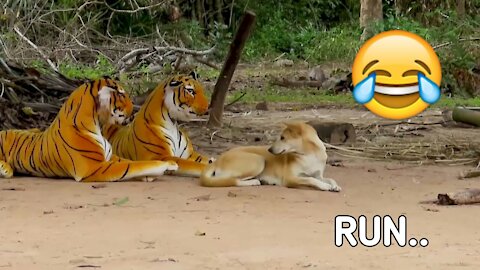 Fake Tiger Prank dog vs 2 Tiger : So Funny 2021