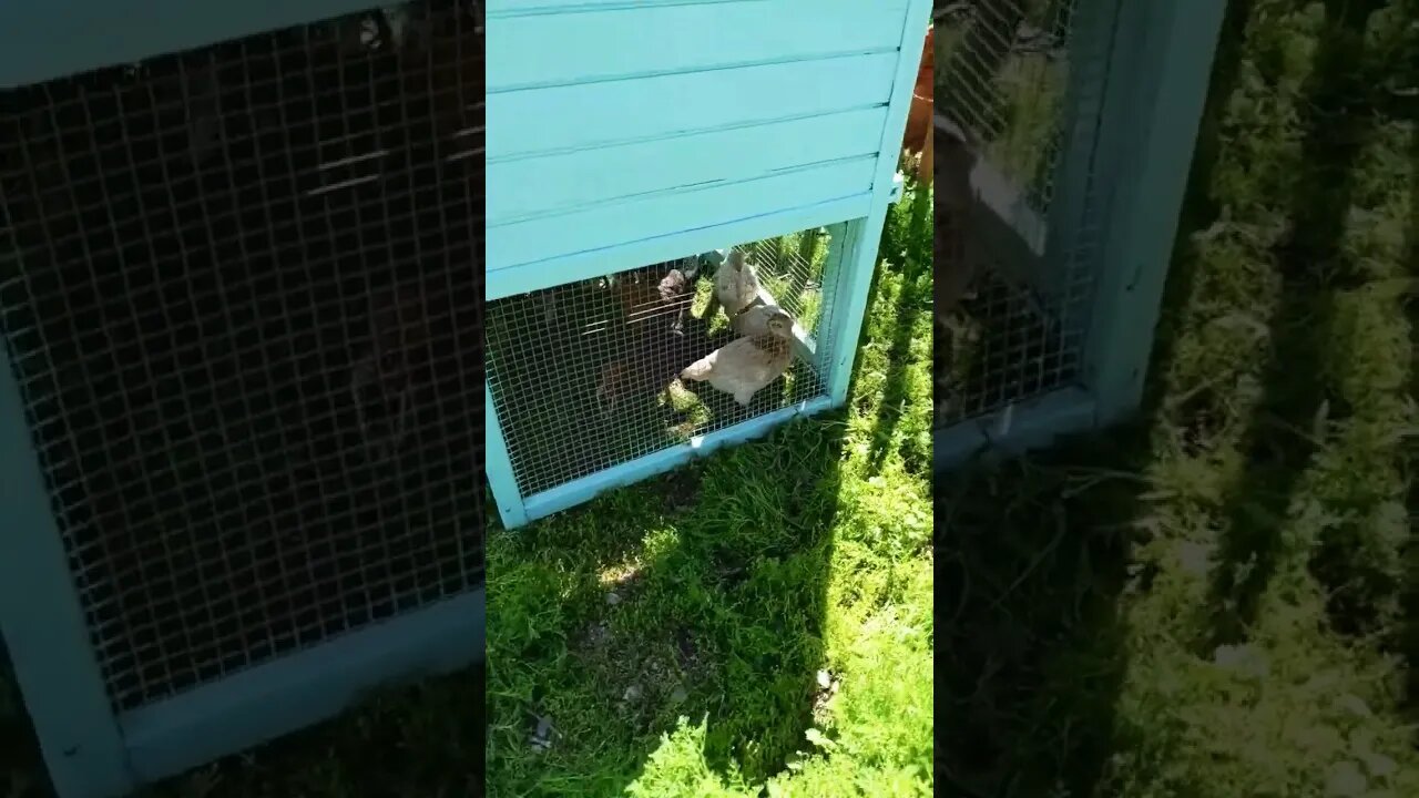 parents checking in on their chicks #einsteinsbackyard #shortvideo #shorts #chickseason #chickens