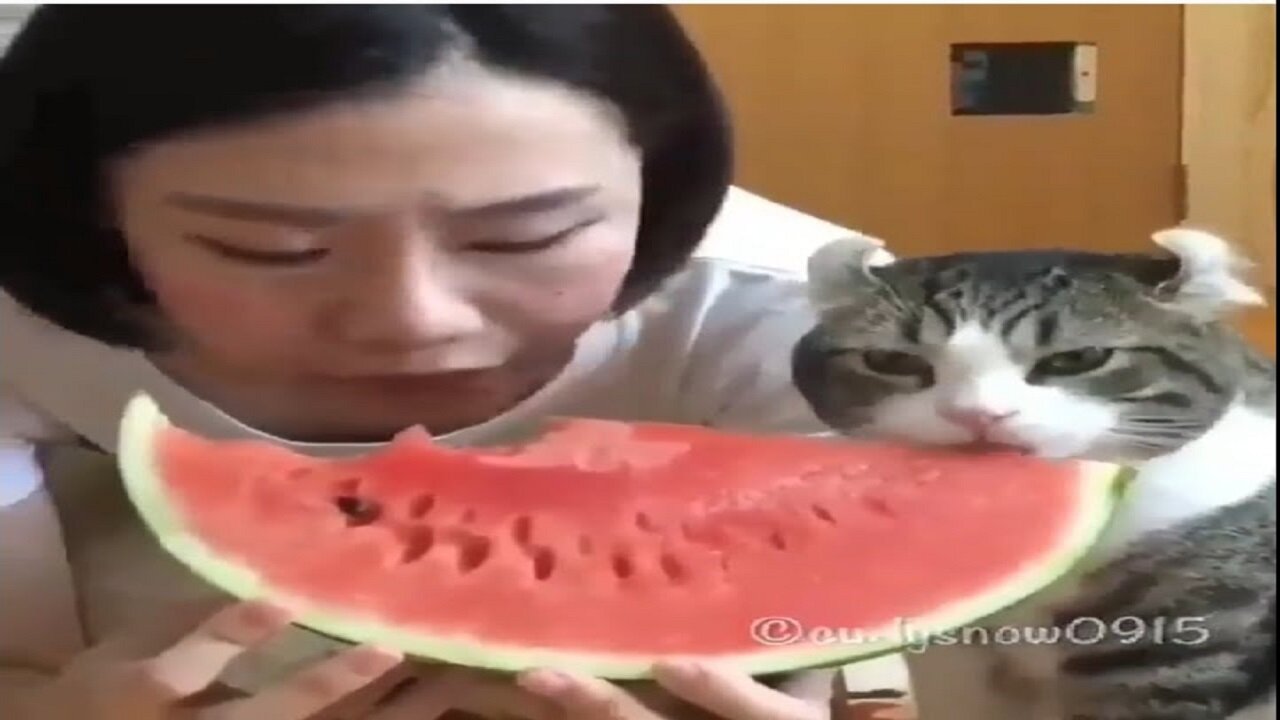 CAT EATING WATERMELON