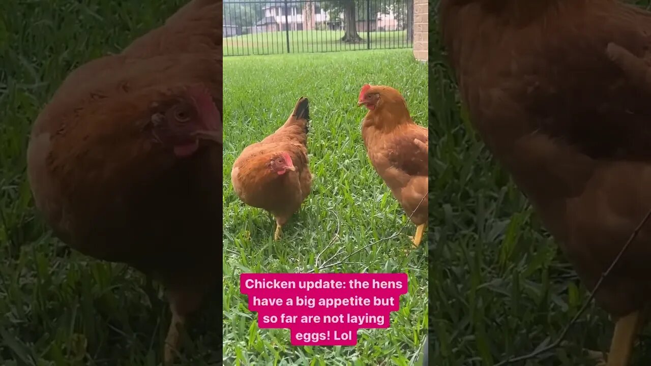 Chicken Update