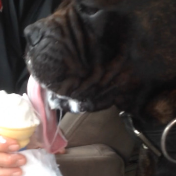 A Dog Makes A Big Mess Eating Ice Cream