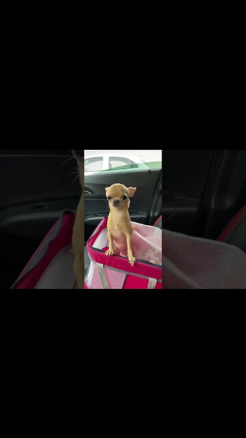 World's Cutest Chihuahua: You Won't Believe What Happens Next!