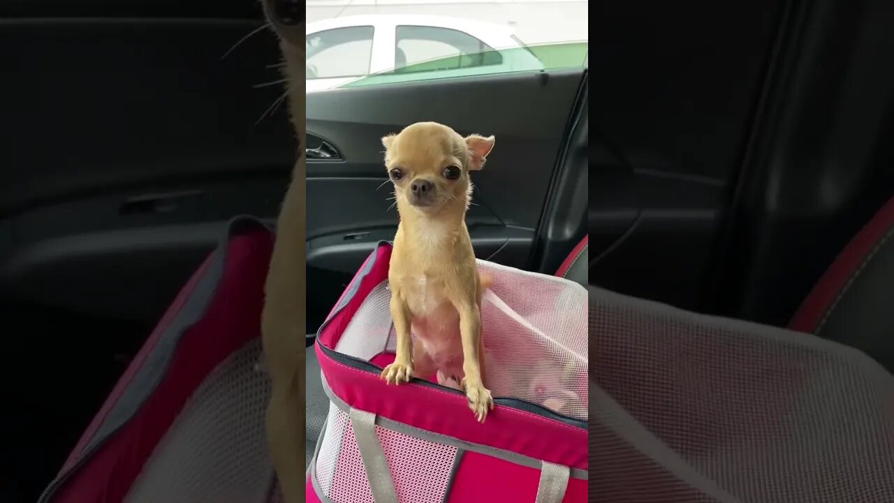 World's Cutest Chihuahua: You Won't Believe What Happens Next!