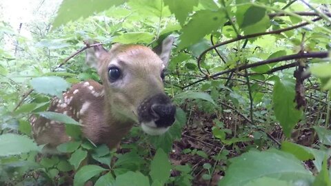 Fawn in the woods