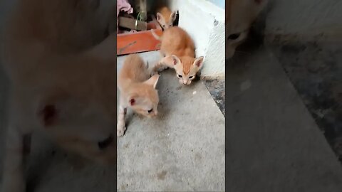 ម៉េវៗៗៗ