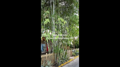 Tropical Blue Bamboo Ocoee Bamboo Farm 407-777-4807