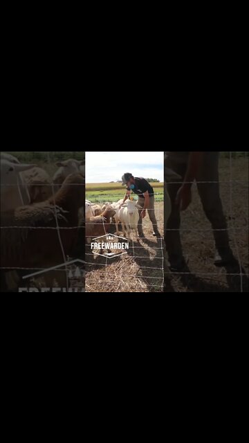 When You Have A Friendly Ram.🐑🐑 #shorts #sheep #homestead