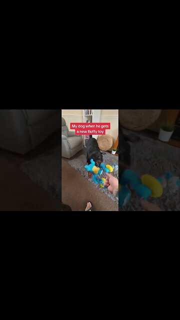 This teddy 🔪🧸🪓 #rottweiler #dogs