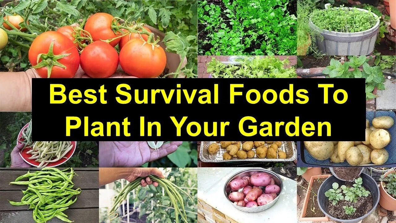 No. 597 – Best Survival Foods To Plant