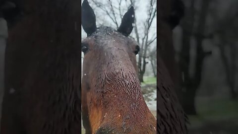 Houdini the horse hangs out during snowstorm in Auburn.