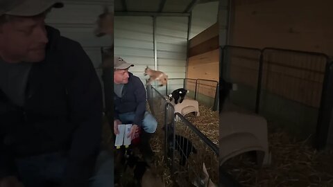 He’s going to be a handful! #shorts #babygoats