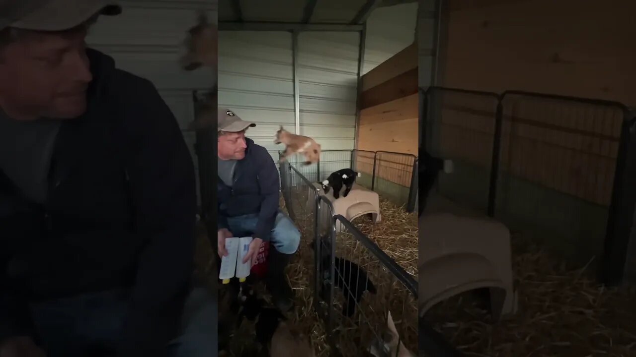 He’s going to be a handful! #shorts #babygoats