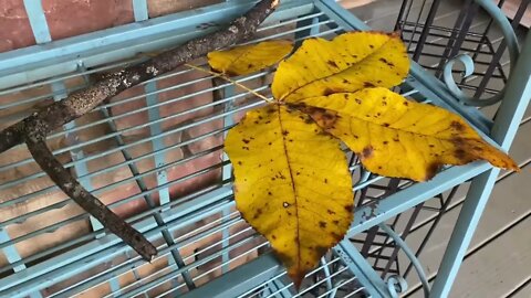 Decorating the front porch for autumn season