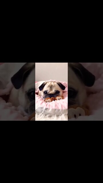 Pug Life #pug #pugs #pugdog #puglovers #puglife