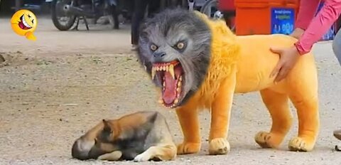 Troll prank fake lion & funny dogs