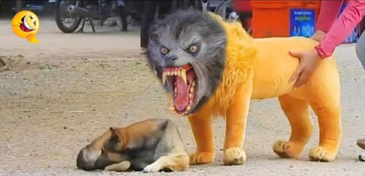 Troll prank fake lion & funny dogs