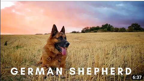 German shepherd