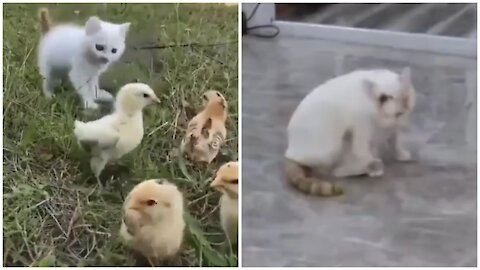 Beautiful kitten play with chiks