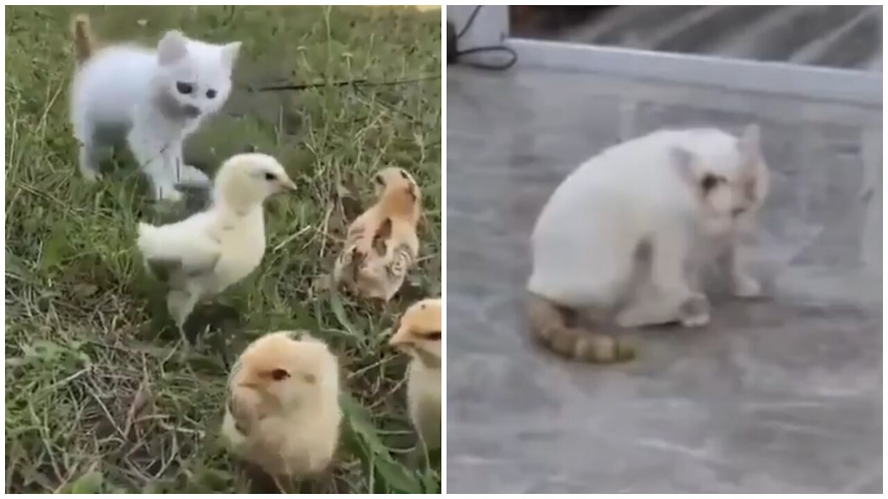 Beautiful kitten play with chiks