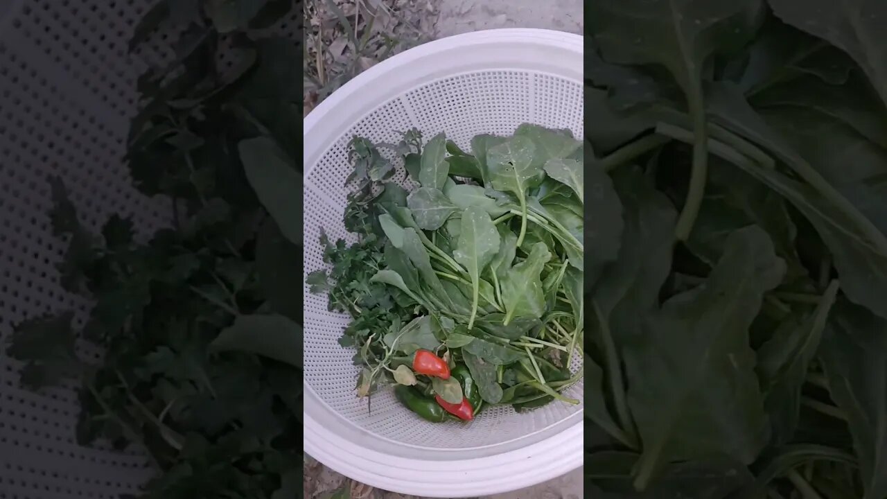 Kitchen gardening Harvesting | #kitchen #kitchengarden #food #garden #harvesttime #kitchengarden