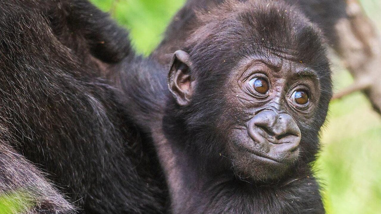 Cute Baby Gorillas Playing