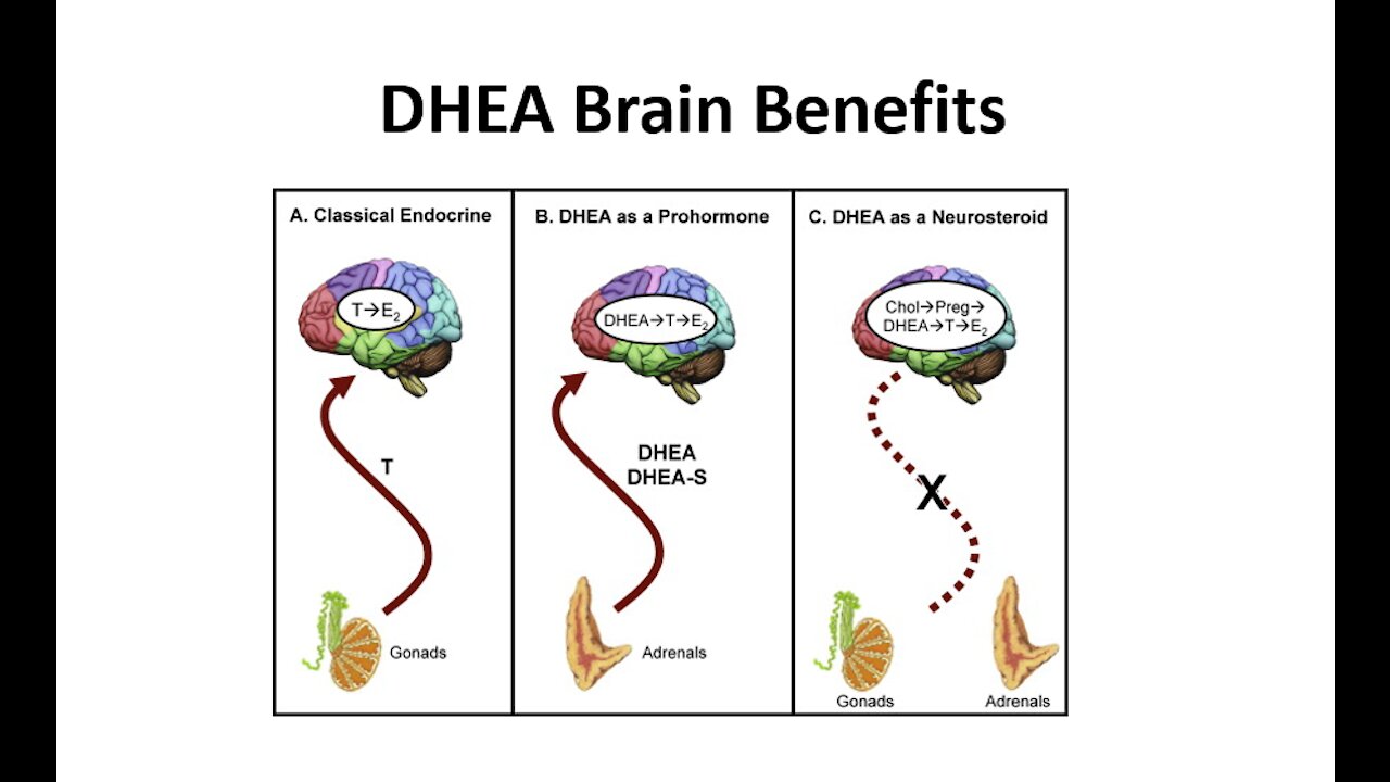 DHEA - Antiaging & Brain Benefits